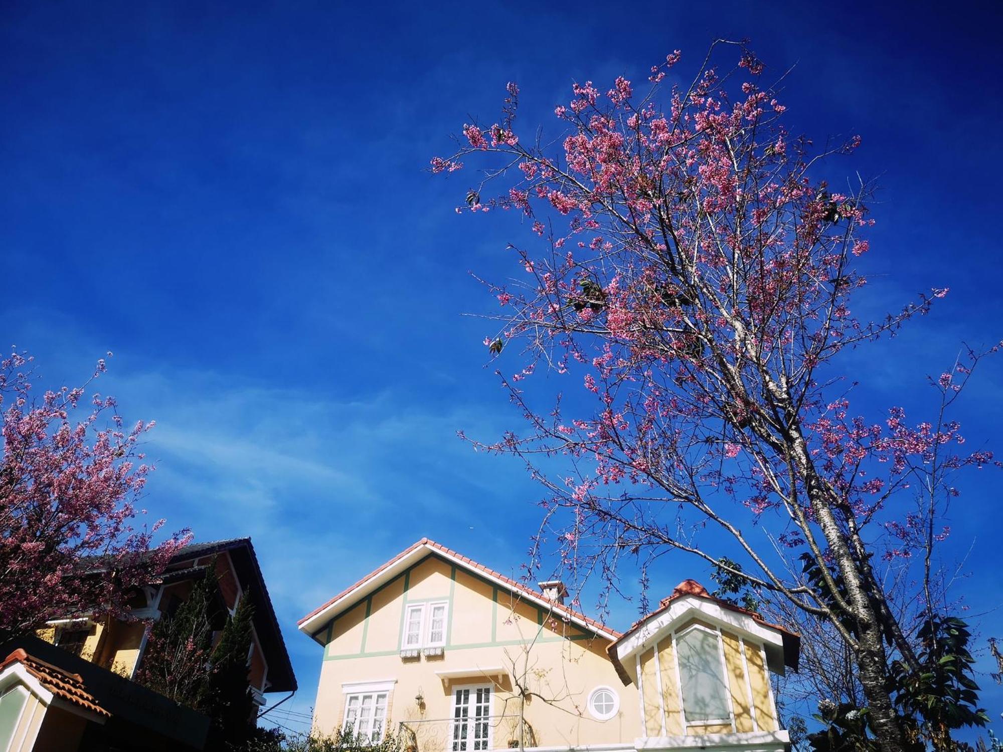 Hotel Bich Dao Boutique - Dalat Exterior foto